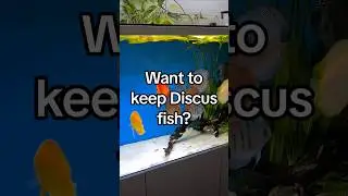 Discus Fish: The Ultimate Guide to a Successful Aquarium Setup