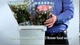 Alexandra Farms' Garden Rose Care and Handling Video