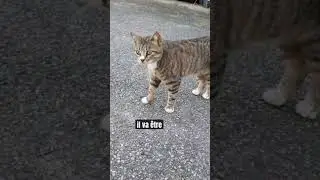 Ton chat a disparu ? #shorts #chats
