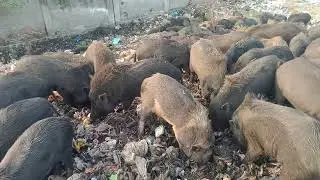 amazing pig farming,pigs, hog, boar,funny pig ,pigs facts