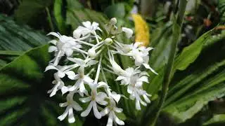 Calanthe Triplicata ( Anggrek tanah yg cantik) #calanthe #triplicata