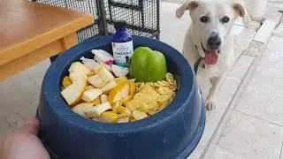 My senior dog ate today &ndash; dry dog food, cereal, apple, green bell pepper, radish, and Omega-3.