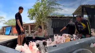 CONFIRA NOSSA ROTINA COM OS SUINOS E FAMÍLIAS + ENTREGAS 