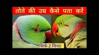 Ringneck Parrot ki Age Kaise Pata Kare? | How to Check Ringneck Parrot Age?#birdswithvishal