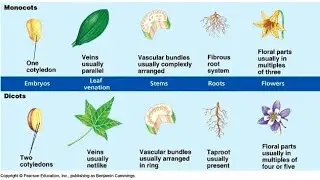 Monocot vs Dicot Plants: Roots, Stems, and Leaves Explained!