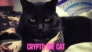 Crypto the Cat