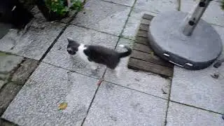 2025: kittens genieten en ravotten