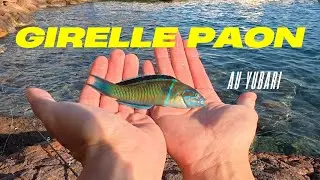INCROYABLE 😲 COULEURS EXOTIQUES, Poisson M&eacute;diterran&eacute;en 💥🐟 🤩