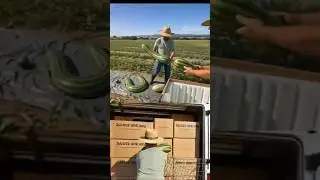 Farmer Exports Rare Snake-Shape Watermelon to Foreign Countries | Unbelievable Farming Innovation