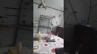 Video Teil 04 von 04 Kanarie Nachf&uuml;ll Futterdose : Im Futterbad liegen statt B&auml;lle Paradies.