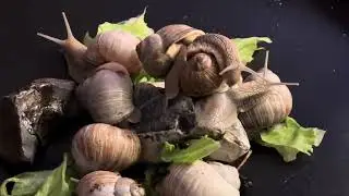 Roman snail 7-9-2025 🇸🇪Snail from Sweden 🐌[ Healing frequency ] Kids vdo