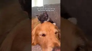 The perfect addition to our family!