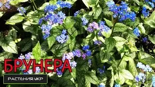Бруннера крупнолистная посадка и уход / Тенелюбивые растения / Садовые цветы