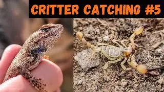 Utah Herping: Catching Lizards and Scorpions