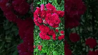 Relaxing Rose Flowers Video for Stress Relief #roses