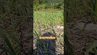 Garlic #Grow your own vegetables