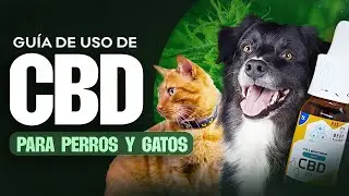 Gu&iacute;a de Uso de CBD para Perros y Gatos: Una visi&oacute;n veterinaria