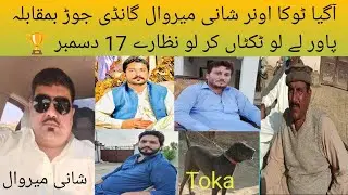 Pakistani Mastiff  Dog Name: Toka Badmash, Owner: Shani Mirwal, Sadar: National Dhan Potohar Group
