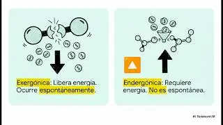 La Econom&iacute;a de la C&eacute;lula