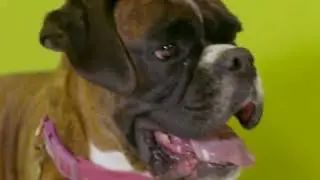 LV= Pet Pawtrait - Bella the Boxer
