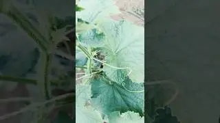 #pepinos #insectos #plagas #monitoreo #agroecolog&iacute;a #agronom&iacute;a #nature #farming