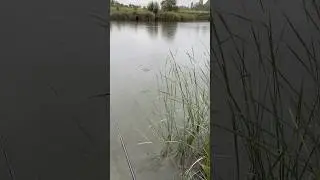 Рыбалка в Испании. Рыбалка в конце октября. Хороший клёв. Рыбалка в Наварре. Рыба в Испании #nature