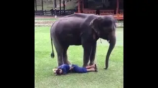 Elephant Love  to his Owner