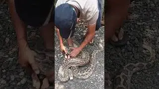 Super big python, don't come close, it's very dangerous #snake #nest #animals #tindongtroi #cobra