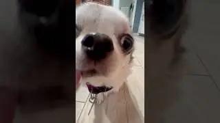 Chihuahuas and Robo Vacuum #chihuahuafanclub #chihuahuapuppy #sweetiepiepets #robovacuum