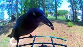 House Finch, Grackle, Northern Cardinal, and more