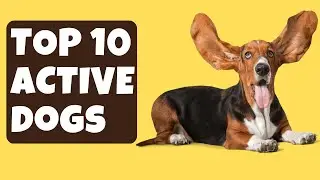 Active Dogs Alert: Discover the Top 10 Most High-Energy Breeds!