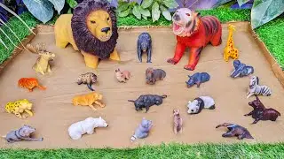 Wild Jungle Animals Stuck in the Muddy Adventure 🐘🦓🐅 Entertainment Learning for Kids