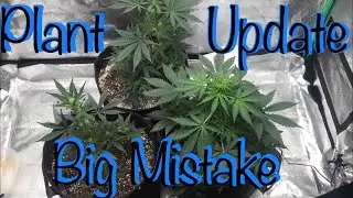Double Grape An Northern Lights Autoflower Update