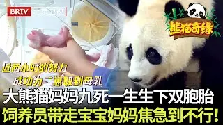 看哭了！大熊猫妈妈九死一生,生下双胞胎宝宝,饲养员带宝宝检查身体,妈妈焦急到不行！【熊猫奇缘】#cute#熊猫