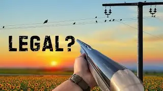Georgia Dove Season 2024...Shooting Powerline Doves?