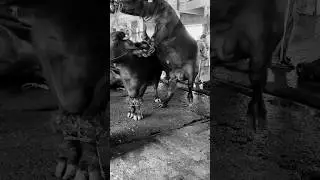 Fresh Footage! Slaughter House Ka Naya Scene!