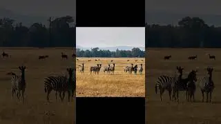 🦓 Zeal of Zebra in South Africa 🦓 Did you know that every zebra's stripes are as unique as human