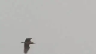 bittern in flight