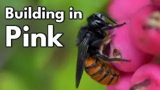 The Fascinating Nesting Habits of Fire tailed Resin Bees