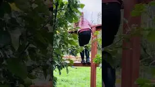 Watch These Cute Girls Pick Apples from an Apple Tree - It's So Much Fun! #shorts #cute #ytshorts