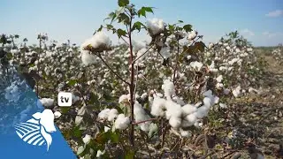 Cotton Day: extracto piroleñoso, bioestimulantes, tratamiento de semillas y biológicos | #361