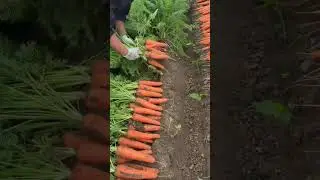 Organized carrot harvesting process demonstrates efficient modern organic farming methods