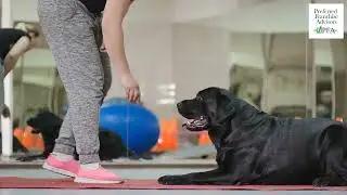 Dog Training Elite Franchise