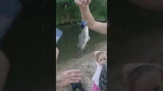 We Caught a Spangled Perch While Camping! 🎣 #shorts
