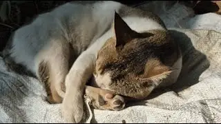 Therapy Dog Troy is live: Cat napping live 😺