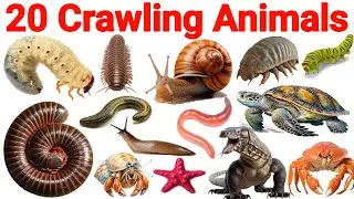 रेंगने वाले जानवरों के नाम | Learn 20 Crawling Animals Sea Animals Fruits | Preschool Learning Video