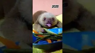 2023 Sloth😵&zwj;💫vs 5000 bce👹 #shorts #viral