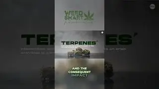 Unlocking the Secrets of Terpenes: Exploring their Aromatic World