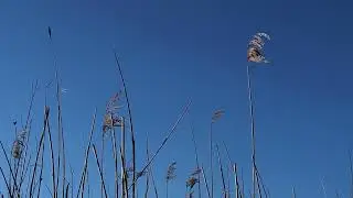 Tranquil Bird Sounds ~ Sage Ivy and Moss