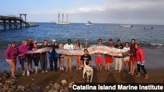Is This 18-Foot-Long Fish a Real-Life 'Sea Monster?'